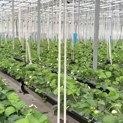 Gran invernadero de vidrio para el crecimiento sostenible US 20 / metro cuadrado Tamaño grande