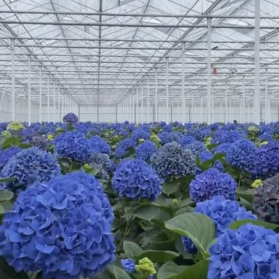 Invernadero de vidrio floral personalizado para el cultivo de flores Techo en forma de techo de tipo