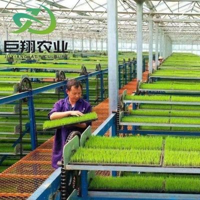 Hidropónicos de película de plástico para invernaderos agrícolas para granjas comerciales