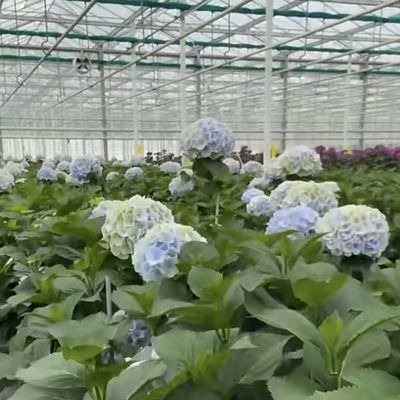 Invernadero de vidrio floral personalizado para el cultivo de flores Techo en forma de techo de tipo
