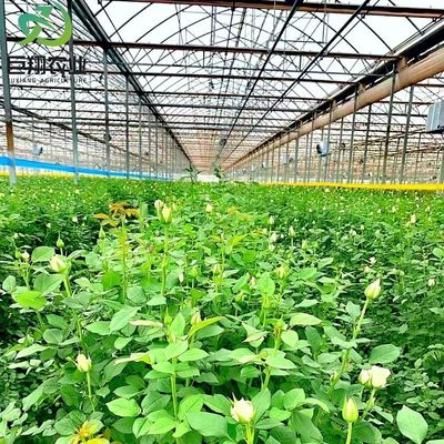 Hidropónicos de película de plástico para invernaderos agrícolas para granjas comerciales