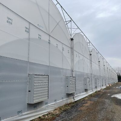 Invernadero agrícola con techo arqueado, hidroponía de película de plástico para granjas comerciales