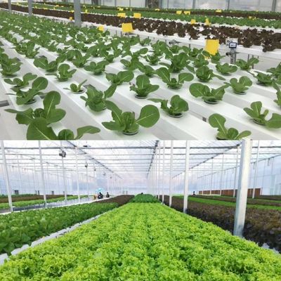 Materiales de construcción Estructura de acero Gran tamaño Horticultura Invernadero con techo de vidrio