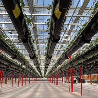Materiales de construcción Estructura de acero Gran tamaño Horticultura Invernadero con techo de vidrio
