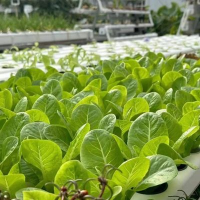 Materiales de construcción Estructura de acero Gran tamaño Horticultura Invernadero con techo de vidrio