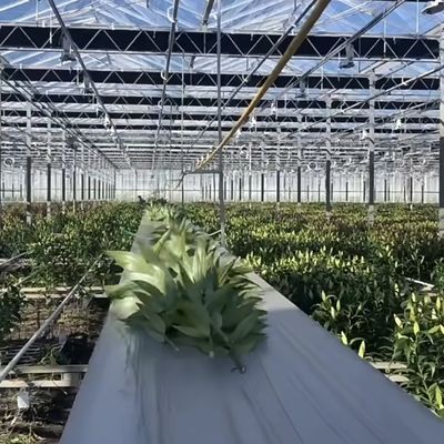 Materiales de construcción Estructura de acero Gran tamaño Horticultura Invernadero con techo de vidrio