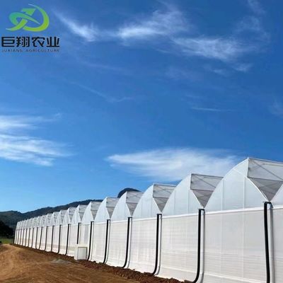 Invernadero con techo PE para vegetales, tomates, pepinos, fresas, versátiles y personalizables