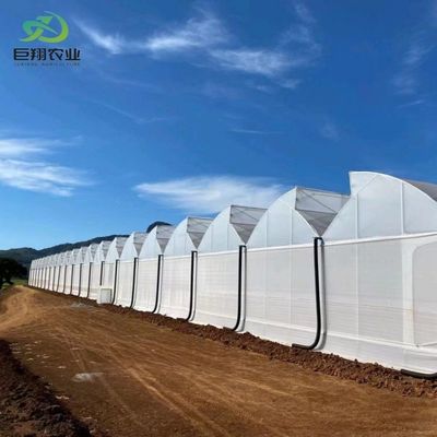 Invernadero con techo PE para vegetales, tomates, pepinos, fresas, versátiles y personalizables
