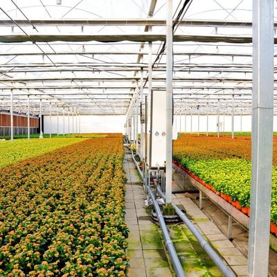 Materiales de construcción Estructura de acero Gran tamaño Horticultura Invernadero con techo de vidrio