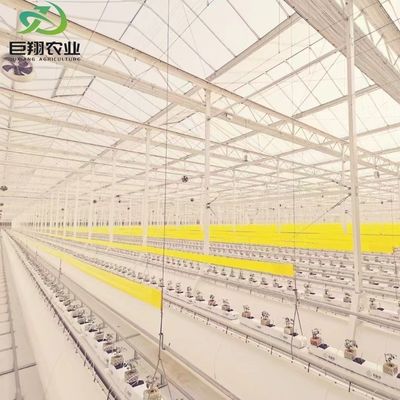 Invernadero con techo PE para vegetales, tomates, pepinos, fresas, versátiles y personalizables