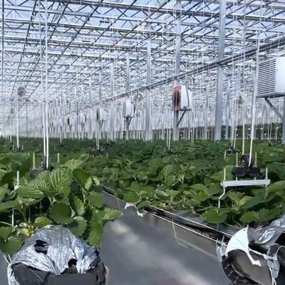 Canopy de invernadero de doble capa con buena transmisión de la luz y función Multi Span