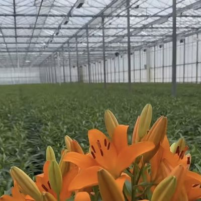 Invernadero de vidrio de múltiples estadios para el crecimiento de las plantas