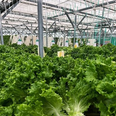 Concurrente pago inicial invernadero para oasis botánico recinto un tipo de techo