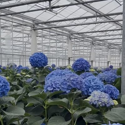Concurrente pago inicial invernadero para oasis botánico recinto un tipo de techo