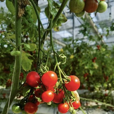 Invernadero hidropónico con techo hueco para el cultivo de flores Costo de envío y muestras