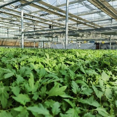 Invernadero hidropónico con techo hueco para el cultivo de flores Costo de envío y muestras