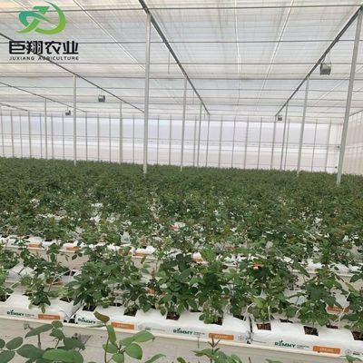 Invernadero de una sola franja/múltiplas franjas para tomate y fresa, película de plástico/vidrio/policarbonato