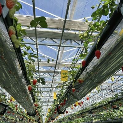 Invernadero de vidrio hidropónico de doble capa para el cultivo de flores asequible y duradero