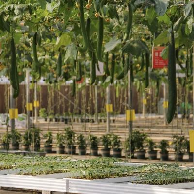 Invernadero de vidrio hidropónico con pantalla de sombreado múltiple para flores dentro de la US JX-A00249