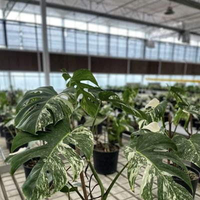 Invernadero de vidrio hidropónico con pantalla de sombreado múltiple para flores dentro de la US JX-A00249