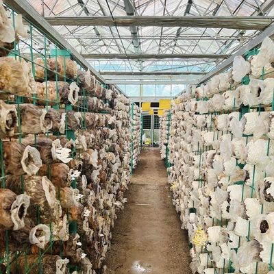 Paquete peso bruto 100.000 kg Invernadero de vidrio único con riego por goteo y flotador