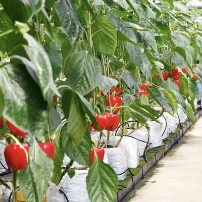 Invernadero de vidrio de riego por goteo versátil y personalizable para el cultivo de flores