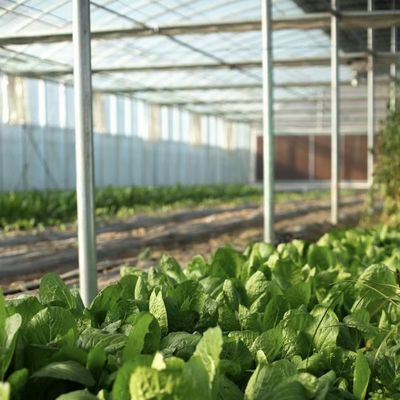 Sistema hidropónico de invernadero grande con un paquete de rendimiento y un peso bruto de 100.000 kg