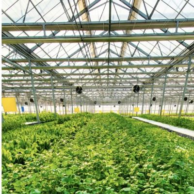 Invernadero de vidrio hidropónico para el cultivo de flores 30 días de devolución reembolsa un techo tipo