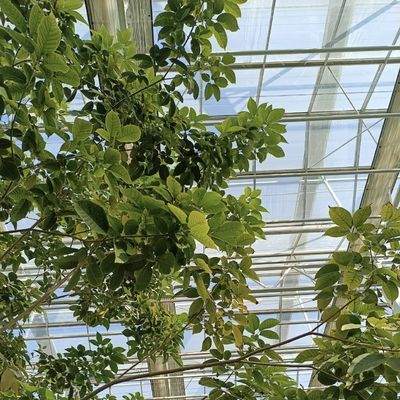 Invernadero de vidrio de origen chino para el cultivo de flores Solicitud personalizada aceptada