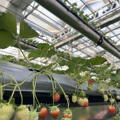 Reembolso de restituciones Invernadero de vidrio de riego por goteo de doble capa para el cultivo de flores