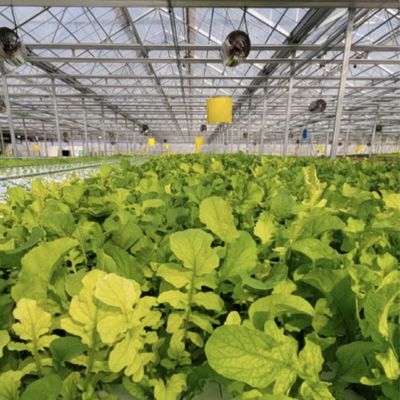 Reembolso de restituciones Invernadero de vidrio de riego por goteo de doble capa para el cultivo de flores