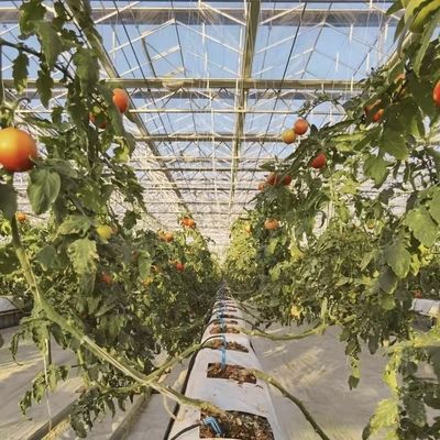 Gran invernadero de vidrio de origen chino para el cultivo de flores
