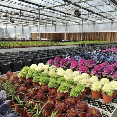 Gran invernadero de vidrio de origen chino para el cultivo de flores