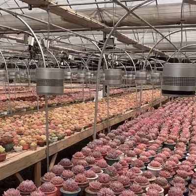 Sistema de hidroponía de invernadero de vidrio para el cultivo de flores un tipo de techo solicitud personalizada