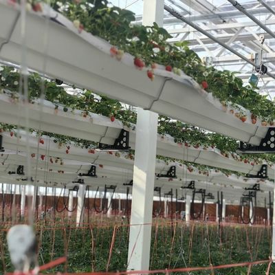 Sistema de hidroponía de invernadero de vidrio para el cultivo de flores un tipo de techo solicitud personalizada
