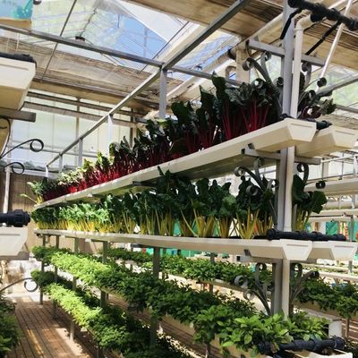 Invernadero de vidrio de techo hueco de varias franjas para el cultivo de flores US 20/m2 Muestras