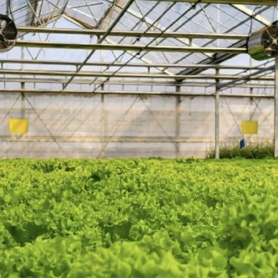 Invernadero de vidrio de techo hueco de varias franjas para el cultivo de flores US 20/m2 Muestras