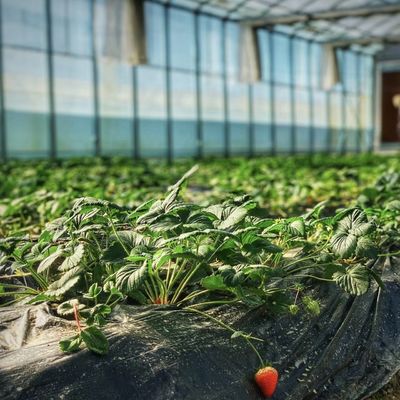 Sistema de flores hidropónicas en estructura de acero Invernadero de vidrio flotante con personalización