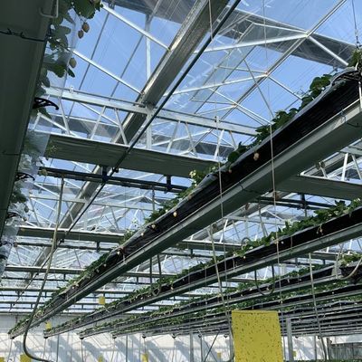 Sistema de flores hidropónicas en estructura de acero Invernadero de vidrio flotante con personalización