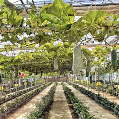 Sistema de flores hidropónicas en estructura de acero Invernadero de vidrio flotante con personalización