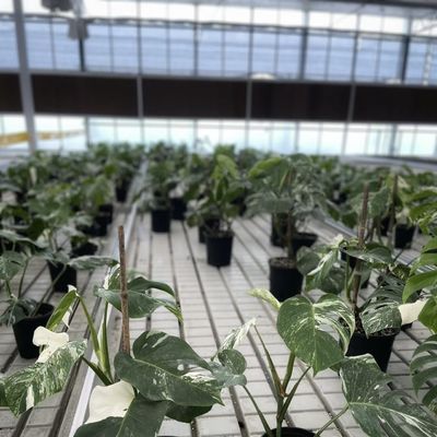 Invernadero comercial hidropónico de tipo A personalizado para el cultivo y la agricultura de flores