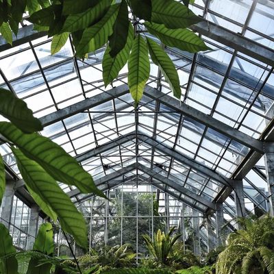Invernadero comercial hidropónico de tipo A personalizado para el cultivo y la agricultura de flores