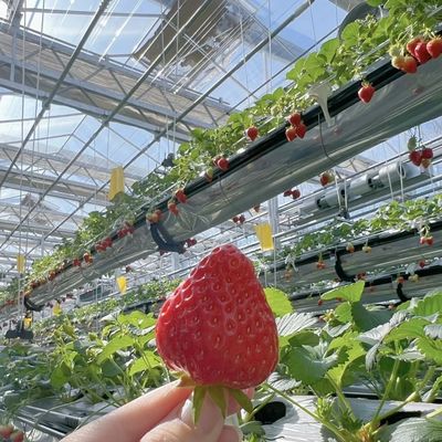 Gran estructura de acero de riego por goteo Invernadero de vidrio para flores y verduras