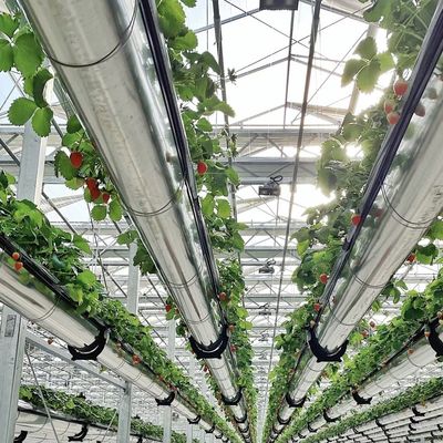Invernadero de vidrio de doble capa asequible US 20 / M2 Sistema de flores hidropónicas