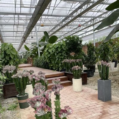Invernadero de vidrio de una sola capa para el cultivo de flores un tipo de techo de vidrio techo de vidrio cubierto