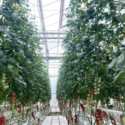 Sistema de hidroponía de invernadero de vidrio de doble capa para el cultivo de flores 30 días de devolución