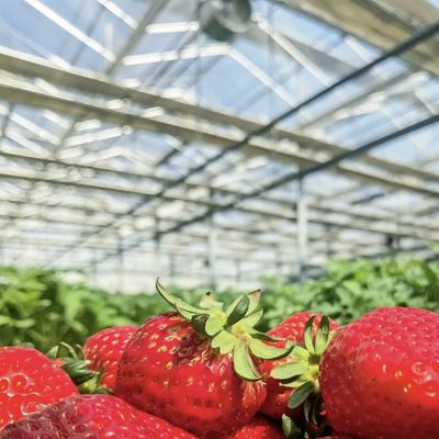 Sistema de hidroponía de invernadero de vidrio de doble capa para el cultivo de flores 30 días de devolución