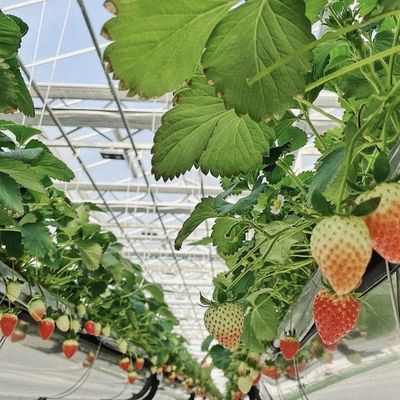 Invernadero de vidrio multi-sistema para flores personalizado a sus especificaciones
