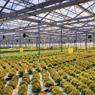 Invernadero de vidrio multi-sistema para flores personalizado a sus especificaciones