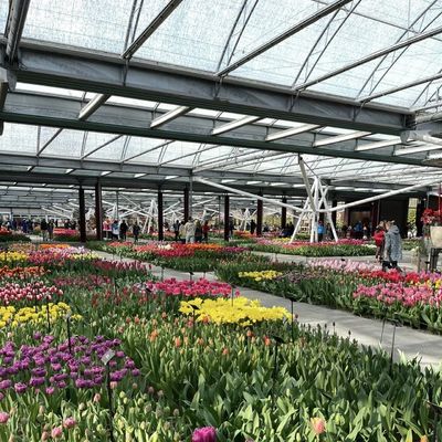 Invernadero de vidrio multi-sistema para flores personalizado a sus especificaciones